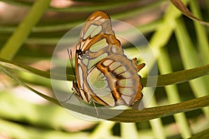 Tropical butterfly Siproeta stelenes, malachite