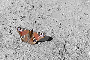 tropical butterfly sits on a concrete wall