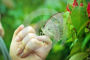 The tropical butterfly sits on a hand