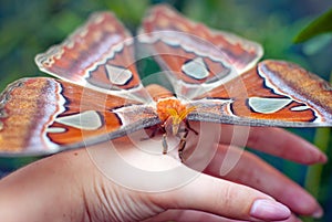 The tropical butterfly sits on a hand