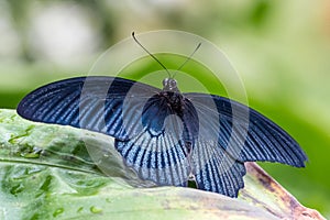 Tropical butterfly sitting on a leaf