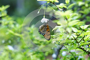 Tropical Butterfly Soft Blur Light Natural Insect Concept