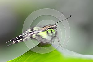 Tropical butterfly Tailed Green Jay Graphium agamemnon on a leaf.