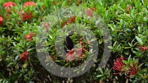 Tropical butterfly troides helena pollinates flowers in the garden.