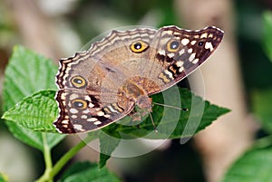 Tropical butterfly, Viet Nam