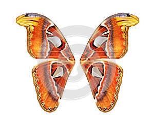 Tropical butterfly wings isolated on white. Attacus atlas. Atlas moth. Butterfly wings for design