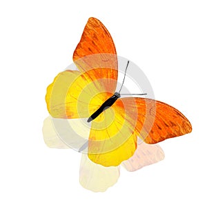 Tropical butterfly with yellow and orange wings. isolated on white