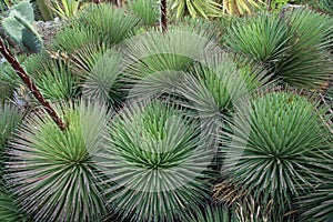 Tropical Cactus Background Aloe Polyphylla