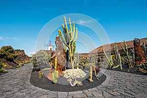 Tropical cactus garden in Guatiza village in Lanzarote, Canary islands