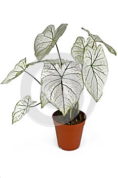 Tropical `Caladium Candidum White Christmas` houseplant or garden plant with white leaves and green veins in flower pot