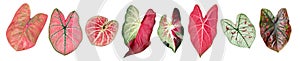 Tropical Caladium Plant leaves heart shape collection set isolated on white, path