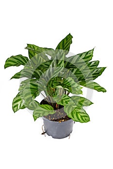 Tropical `Calathea Concinna Freddie` house plant with exotic stripe pattern in plastic flower pot on white background