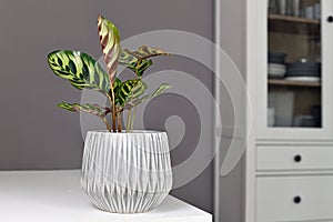 Tropical `Calathea Makoyana` Prayer Plant in flower pot on table photo