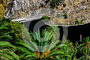 Tropical Canarian Green Palm and lake photo