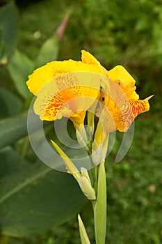 Tropical Canna lilly flower. Macro.