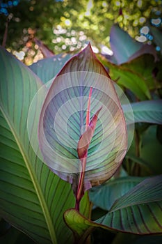 Tropical canna lily getting redy to bloom with beautiful leaves and vegetation - vertical background - bokeh