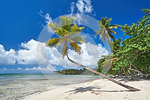 Tropical Caribbean Beach