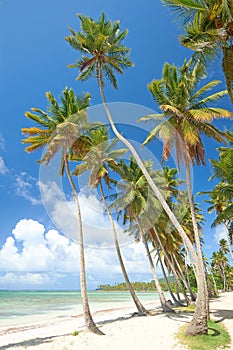 Tropical Caribbean Beach