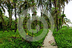 Tropical Caribbean island with lush vegetation in the marine park of Bastimentos, Cayos Zapatilla, Bocas del Toro, Panama.