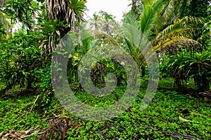 Tropical Caribbean island with lush vegetation in the marine park of Bastimentos, Cayos Zapatilla, Bocas del Toro, Panama.