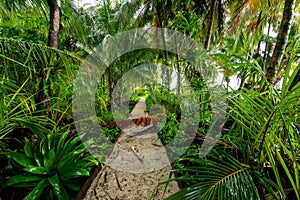 Tropical Caribbean island with lush vegetation in the marine park of Bastimentos, Cayos Zapatilla, Bocas del Toro, Panama.