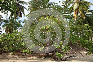 Tropical Caribbean vegetation next to beach