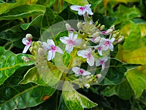 Tropical Caricature plant blooms with little white and magenta flowers