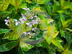 Tropical Caricature plant blooms with little white and magenta flowers