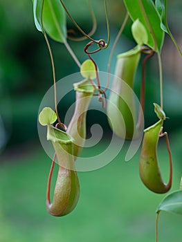 Tropical Carnivorous Flowers Nepentes exotic flowers closeup