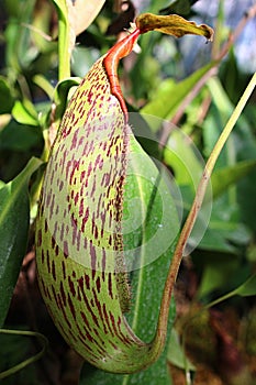 Tropical carnivorous Nepenthes family pitcher plant with patchy pitcher cup