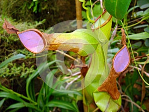 Tropical carnivorous plant