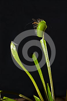 Tropical carnivorous plant