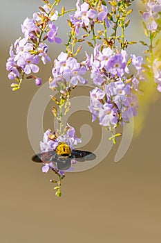 Tropical carpenter bee swarming on Duranta flower