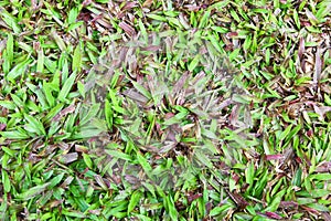 Tropical Carpet Grass