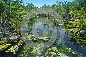 Tropical Cenote in Mexico photo