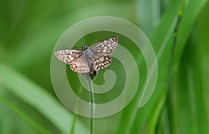 Tropical Checkered Skipper butterfly Pyrgus oileus photo