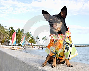 Tropical Chihuahua