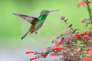 Tropical Christmas of a green hummingbird and red flowers