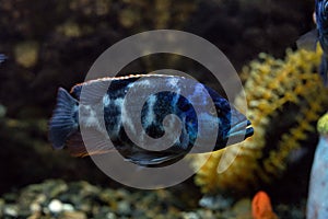 Tropical cichlids in aquarium. Underwater image of Melanochromis cyaneorhabdos fish