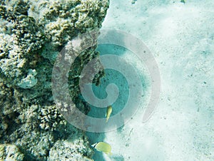 Tropical Citron Butterflyfish at Yejele Beach