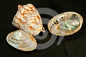 Tropical clam shell, abalone shell, and Noble Volte shell photo