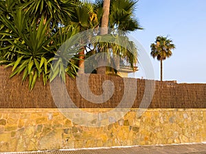 Tropical climate street view with palm trees and stone wall