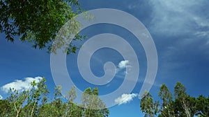 Tropical Climate Time Lapse Skyline With Treetops