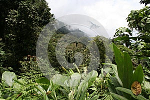 Tropical cloudforest 2 photo