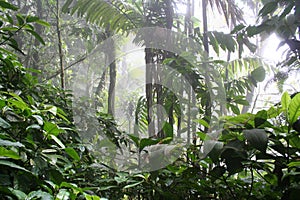 Tropical cloudforest 5 photo