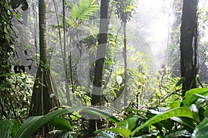 Tropical cloudforest 6 photo