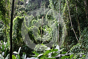 Tropical cloudforest 8 photo