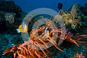 Tropical clown fish