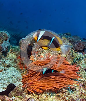 Tropical clown fish