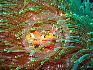 Tropical clown fish